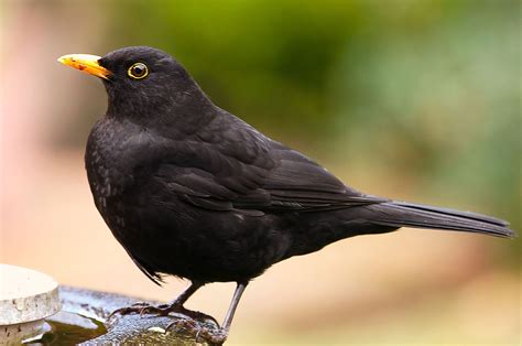 Medium sized bird with all-black feathers, an orange beak, and pale yellow eyes.