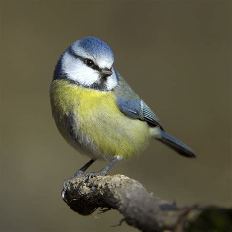 Small blue and white bird with a bright yellow breast.