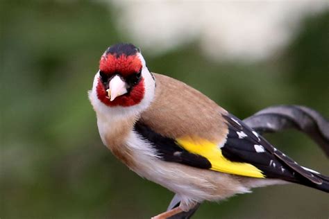 Small bird with shocking pops of yellow on wing feathers and red on face.