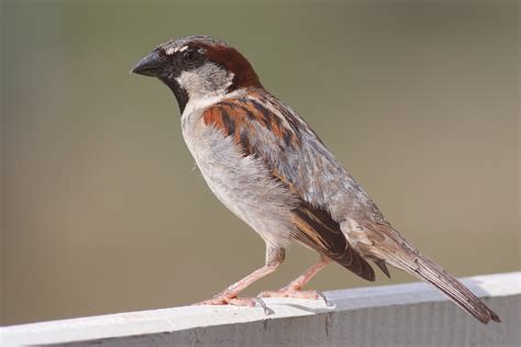 Small brown and white bird with black beak and throat.