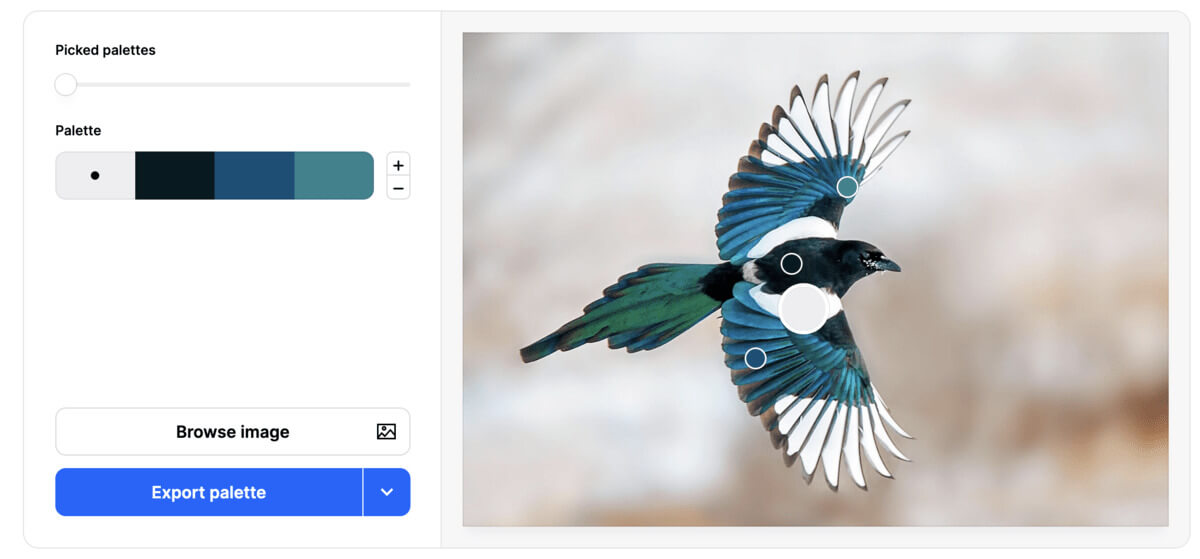 Four color palette selected from picture of a magpie in flight. The bird has a black and white body, with iridescent shades of blue and green along its outstretched wings.