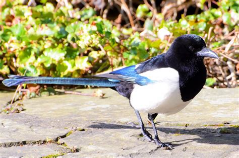 Black and white medium-sized bird with blue iridescent feathers